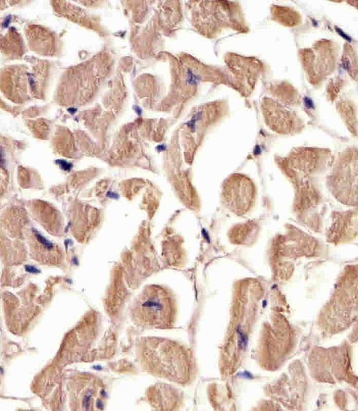 IHC-P - TUBA1C Antibody (C-term) AP12043b